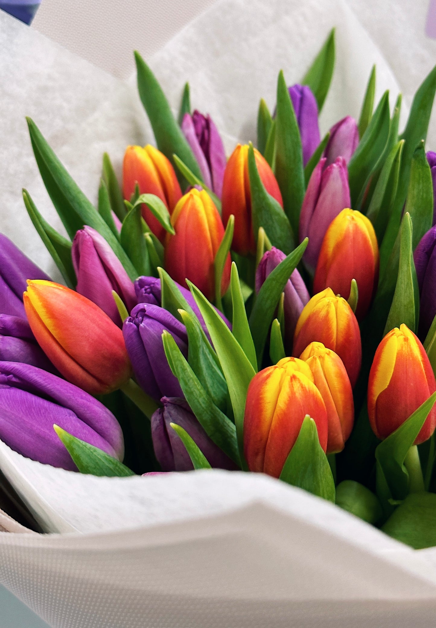 51 Mix of Tulips